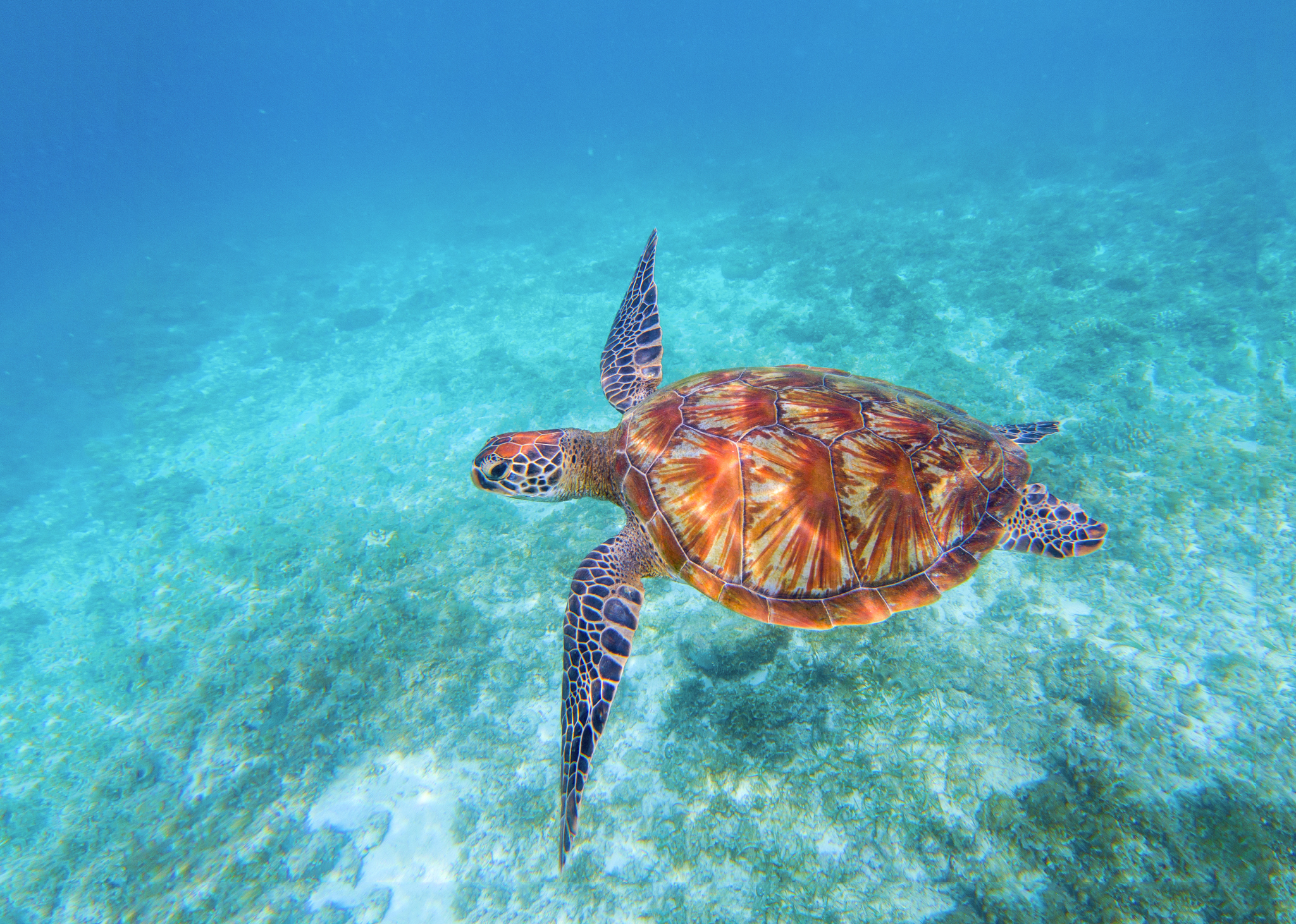 Sea Turtle Istock